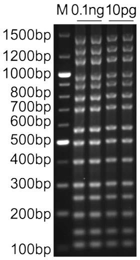 多重PCR Mix