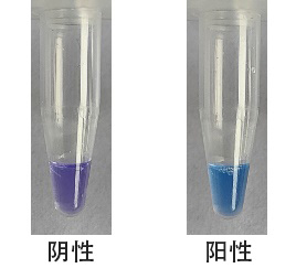 LAMP显色检测试剂盒