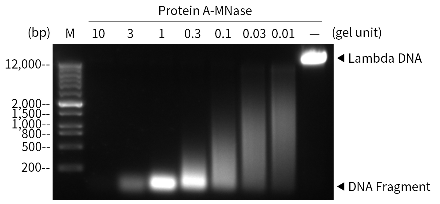 Protein A-微球菌核酸酶 Protein A-微球菌核酸酶