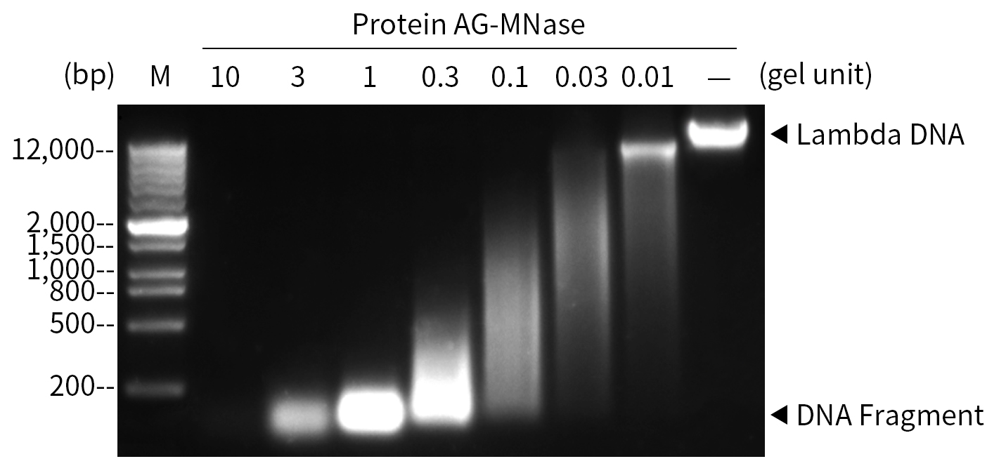Protein A/G-微球菌核酸酶 Protein A/G-微球菌核酸酶