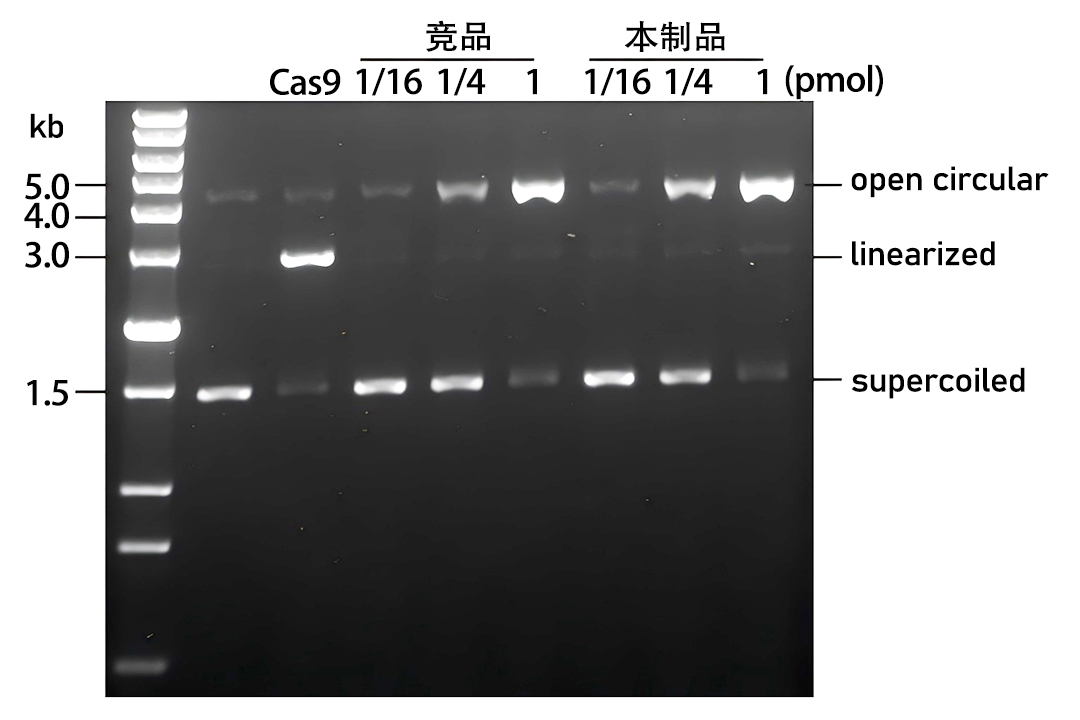 Cas9核酸酶(D10A突变,含核定位信号) Cas9核酸酶(D10A突变,含核定位信号)