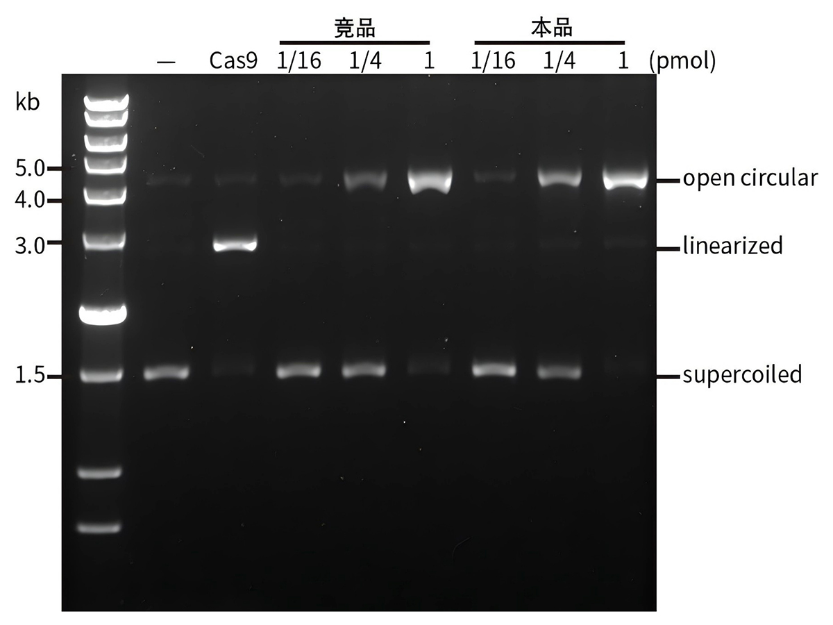 Cas9核酸酶(H840A突变,含核定位信号) Cas9核酸酶(H840A突变,含核定位信号)