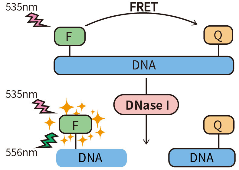 DNase I残留检测试剂盒 DNase I残留检测试剂盒