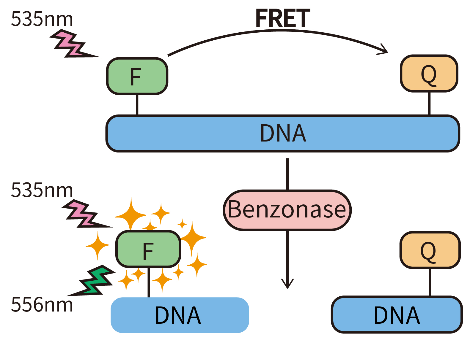 Benzonase核酸酶残留检测试剂盒 Benzonase核酸酶残留检测试剂盒