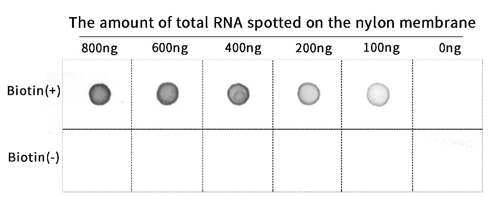 RNA生物素标记试剂盒