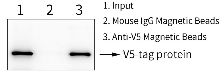 抗V5抗体磁珠 抗V5抗体磁珠