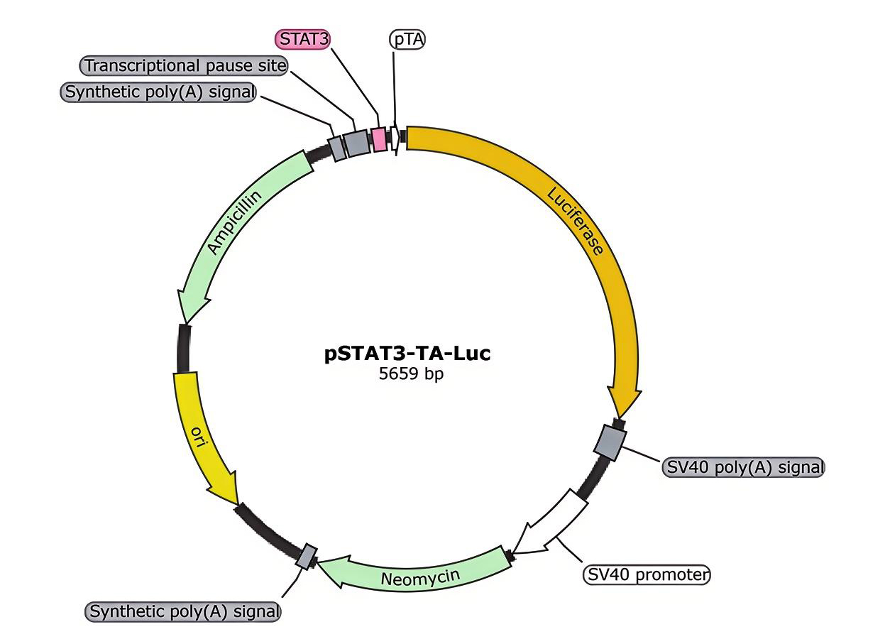 pSTAT3-TA-Luc报告基因质粒 pSTAT3-TA-Luc报告基因质粒