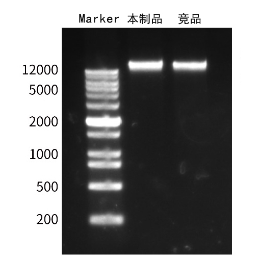 磁珠法血液基因组DNA提取试剂盒