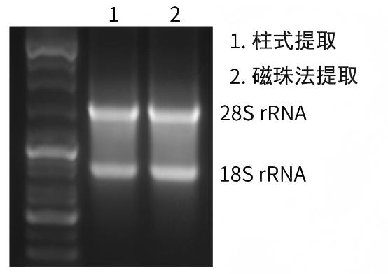 磁珠法血液RNA提取试剂盒 磁珠法血液RNA提取试剂盒