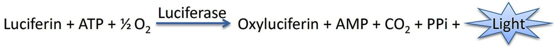 MicTiter-Lumi Plus发光法细菌/真菌细胞活力检测试剂盒检测原理图