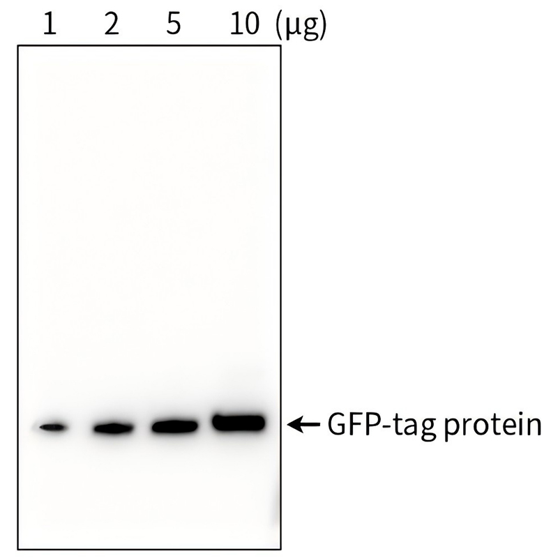 GFP标签蛋白检测试剂盒(Western方法) GFP标签蛋白检测试剂盒(Western方法)