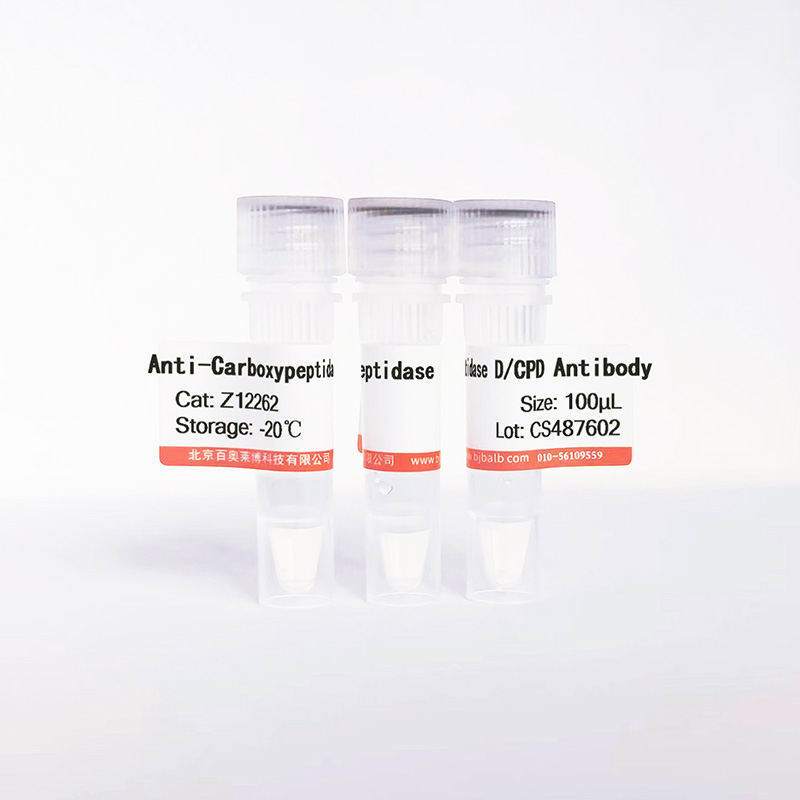 Carboxypeptidase D/CPD抗体图片 Carboxypeptidase D/CPD抗体图片