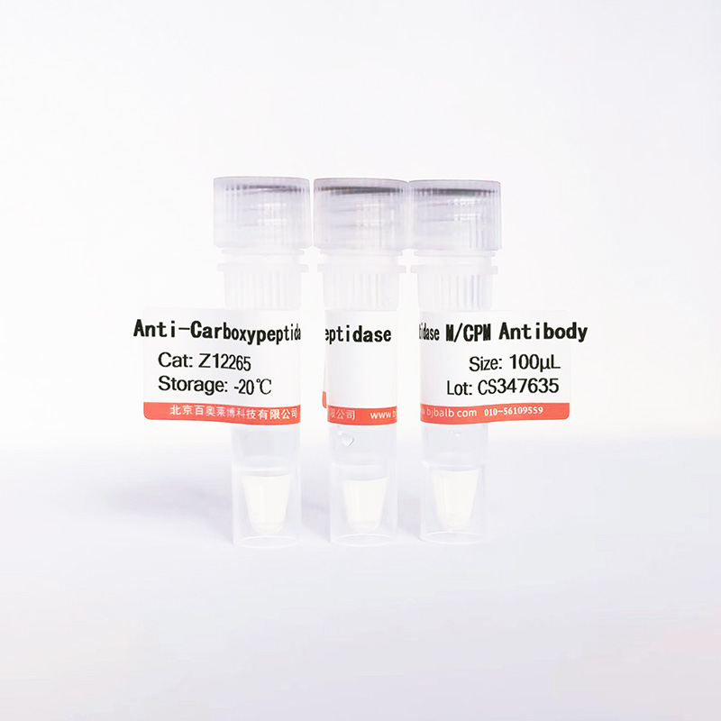 Carboxypeptidase M/CPM抗体图片 Carboxypeptidase M/CPM抗体图片