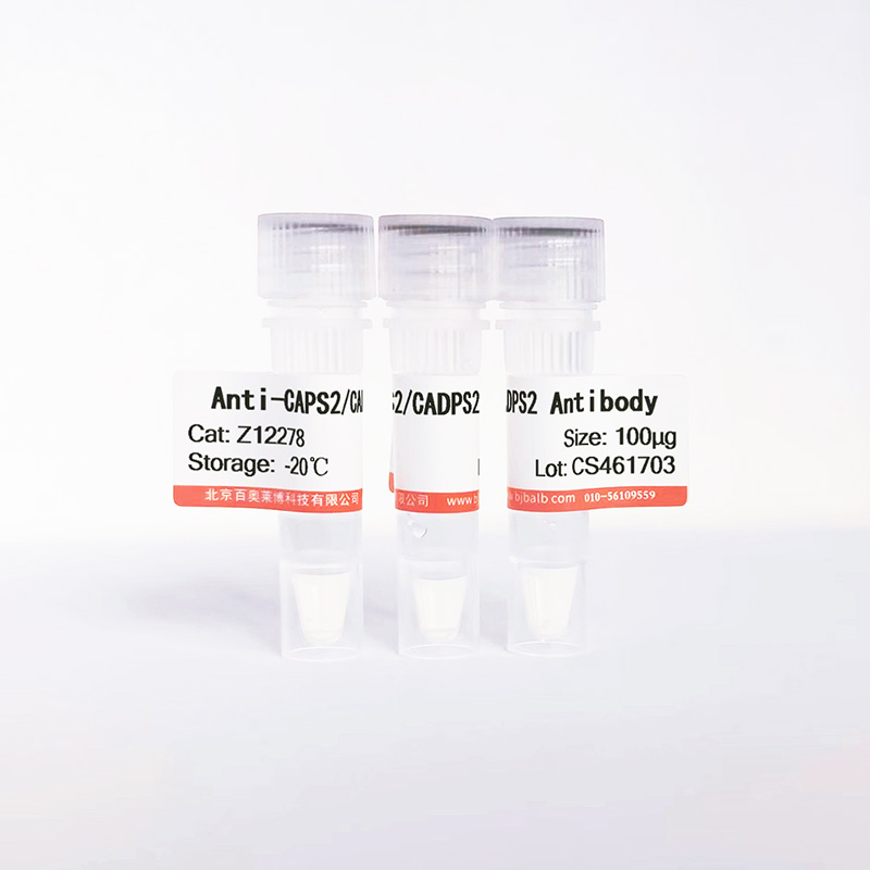 CAPS2/CADPS2抗体图片