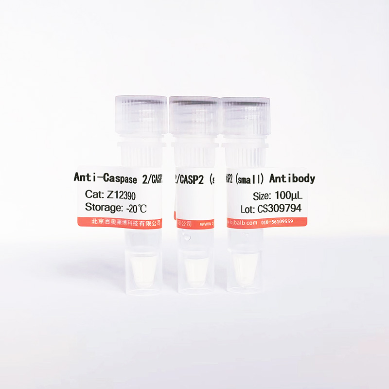 Caspase 2/CASP2 (small)抗体图片