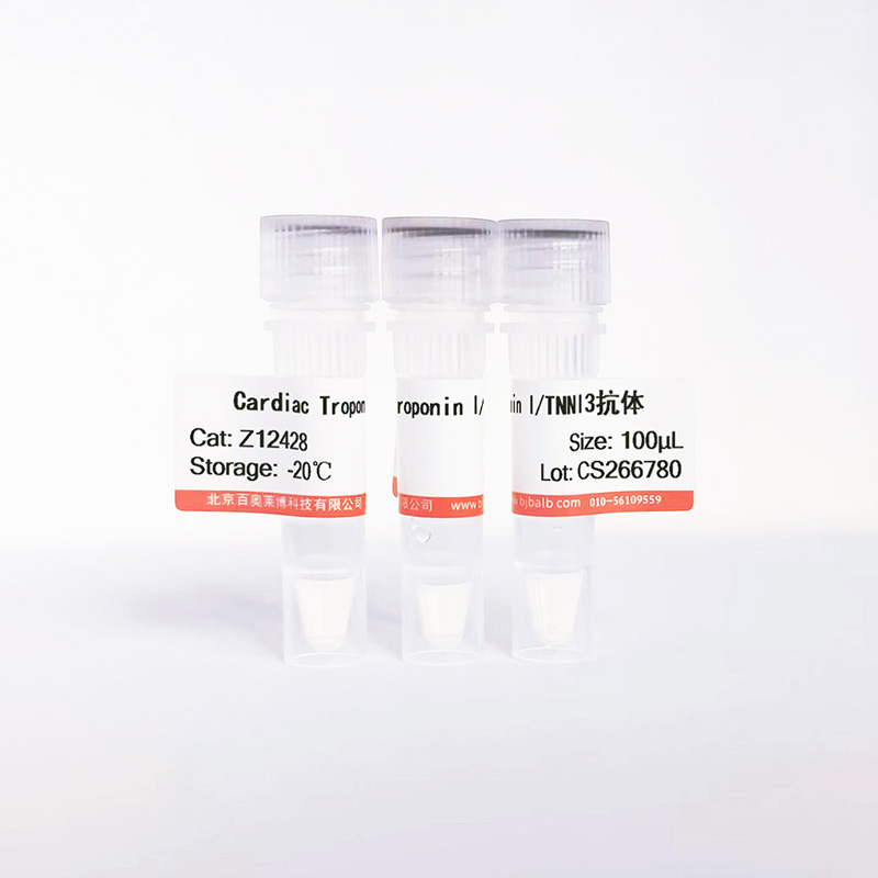 Cardiac Troponin I/TNNI3抗体图片 Cardiac Troponin I/TNNI3抗体图片