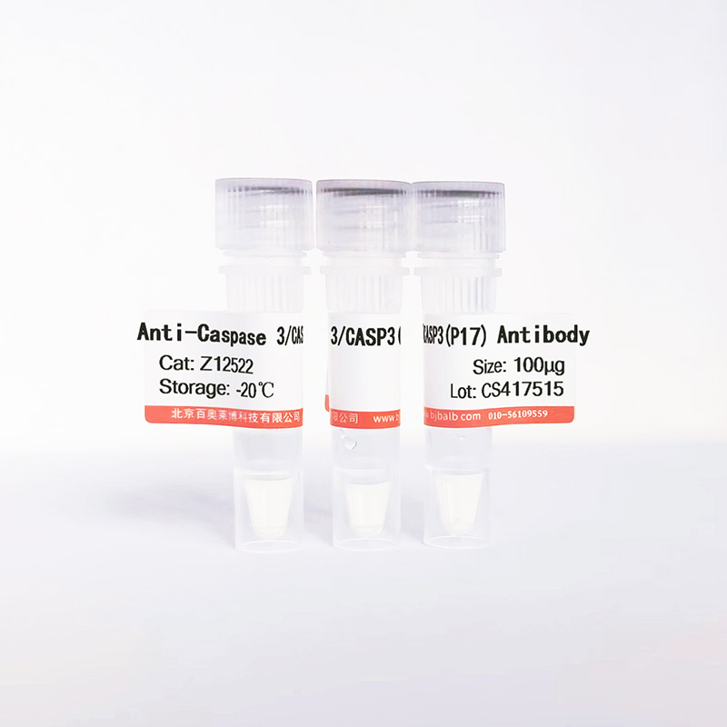 Caspase 3/CASP3(P17)抗体图片 Caspase 3/CASP3(P17)抗体图片