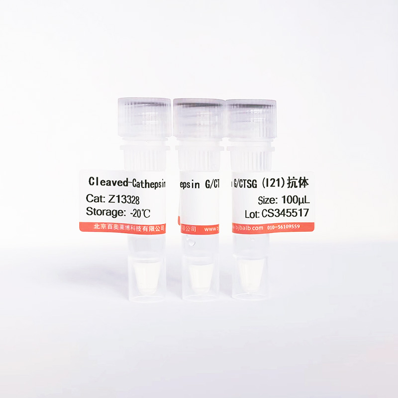 Cleaved-Cathepsin G/CTSG (I21)抗体图片 Cleaved-Cathepsin G/CTSG (I21)抗体图片