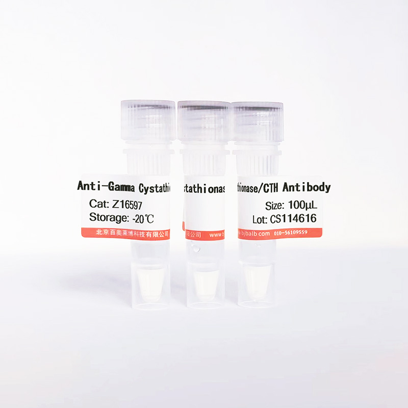 Gamma Cystathionase/CTH抗体图片 Gamma Cystathionase/CTH抗体图片