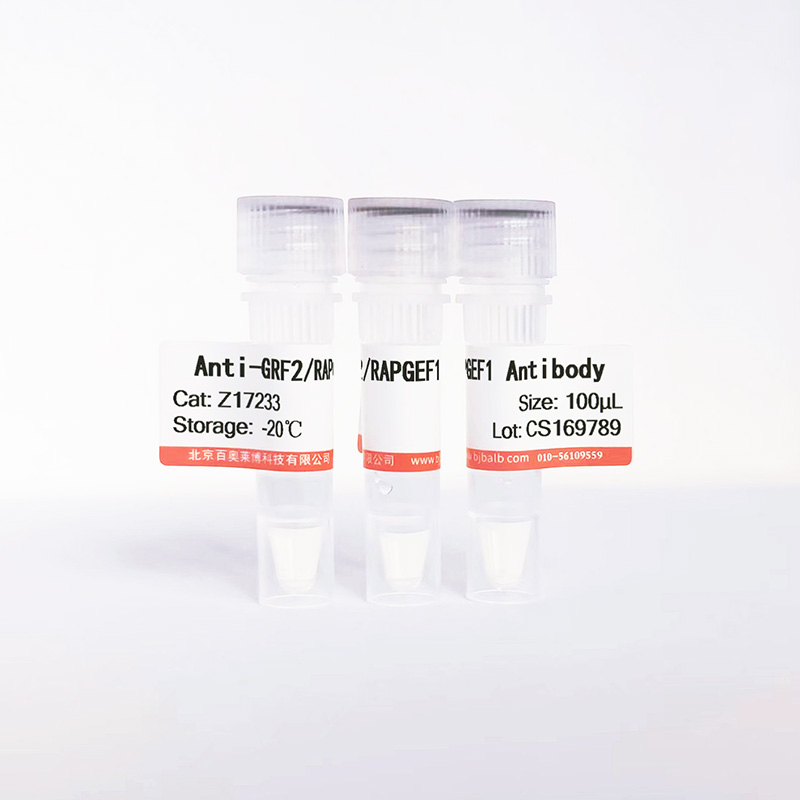 GRF2/RAPGEF1抗体图片 GRF2/RAPGEF1抗体图片