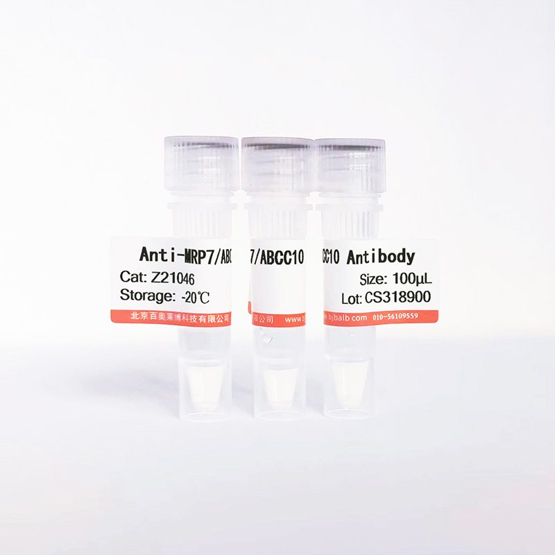 MRP7/ABCC10抗体图片