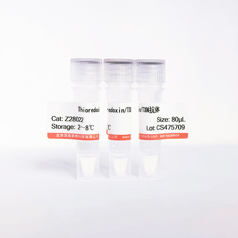 Thioredoxin/TXN抗体图片 Thioredoxin/TXN抗体图片