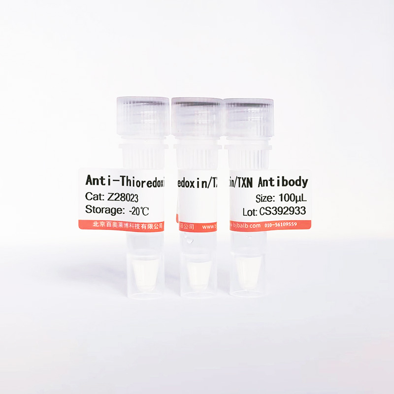 Thioredoxin/TXN抗体图片 Thioredoxin/TXN抗体图片