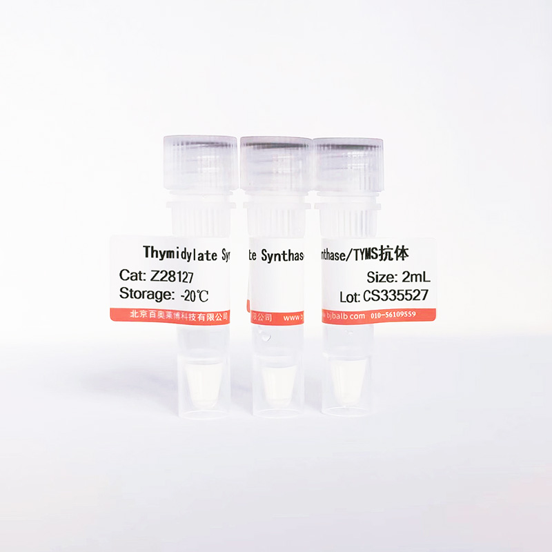 Thymidylate Synthase/TYMS抗体图片 Thymidylate Synthase/TYMS抗体图片
