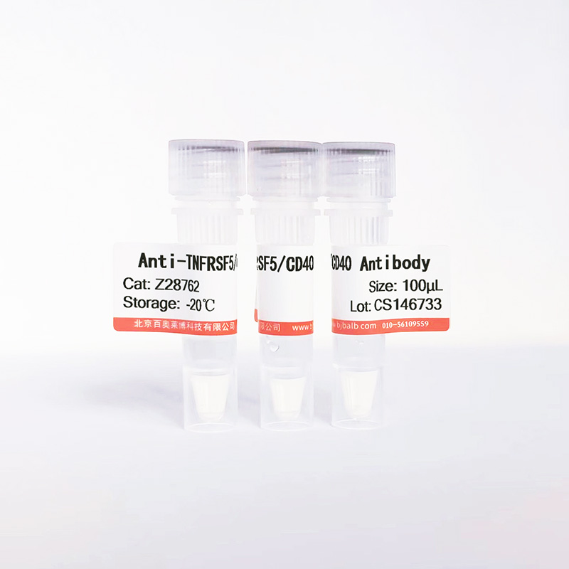 TNFRSF5/CD40抗体图片 TNFRSF5/CD40抗体图片