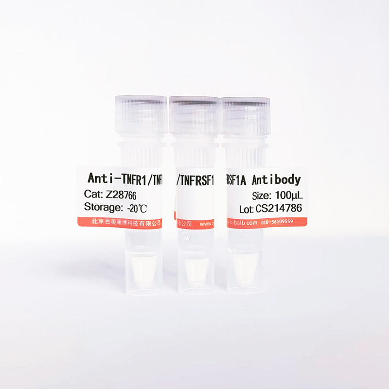 TNFR1/TNFRSF1A抗体图片 TNFR1/TNFRSF1A抗体图片