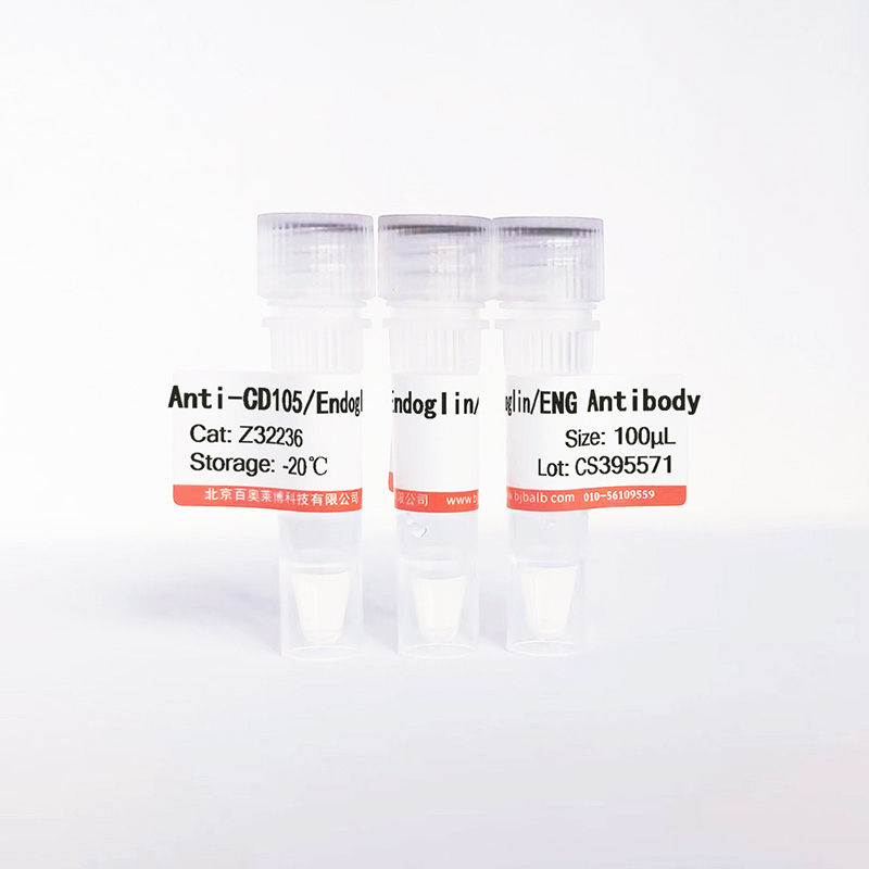 CD105/Endoglin/ENG抗体图片 CD105/Endoglin/ENG抗体图片