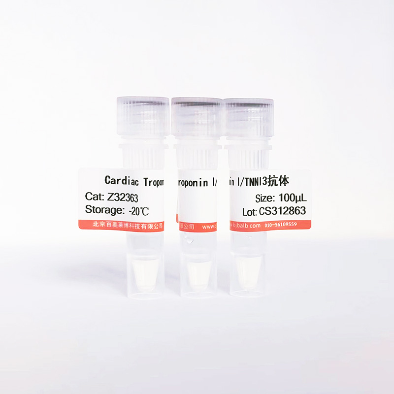 Cardiac Troponin I/TNNI3抗体图片 Cardiac Troponin I/TNNI3抗体图片