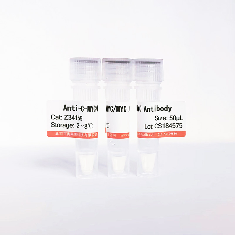 C-MYC/MYC抗体图片 C-MYC/MYC抗体图片
