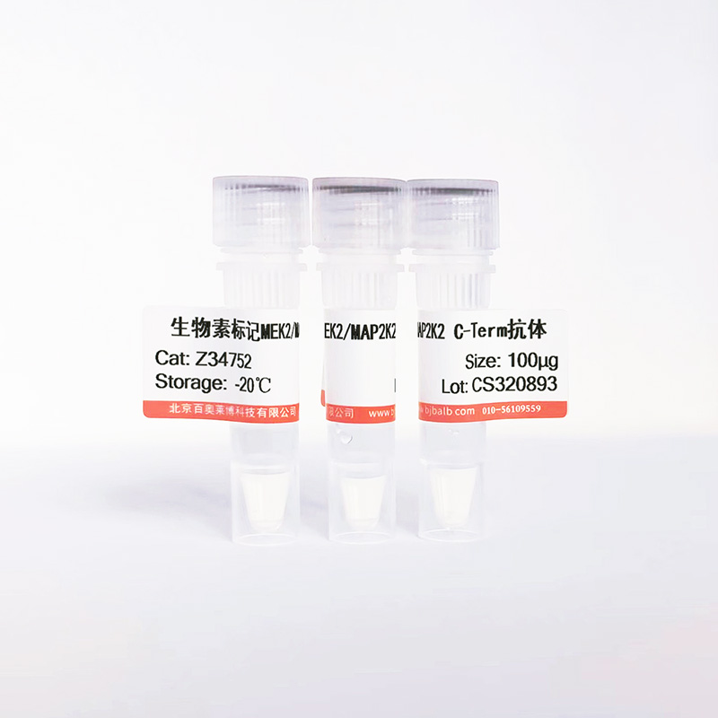 生物素标记MEK2/MAP2K2 C-Term抗体图片 生物素标记MEK2/MAP2K2 C-Term抗体图片