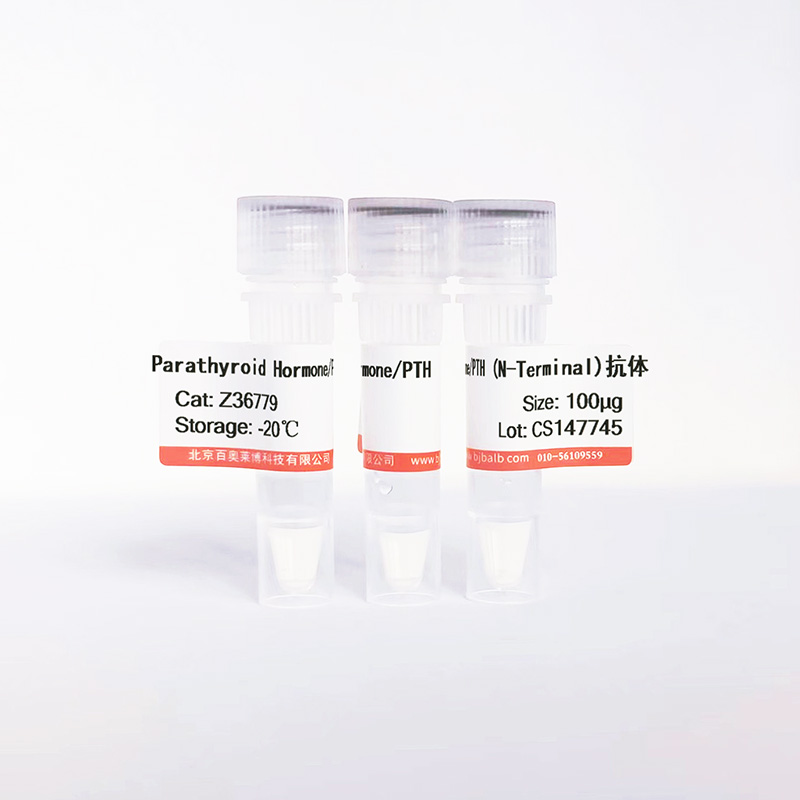 Parathyroid Hormone/PTH (N-Terminal)抗体图片