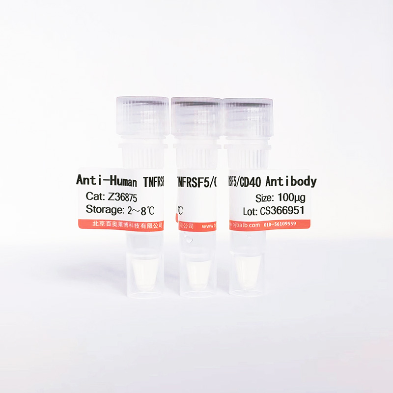 人TNFRSF5/CD40抗体图片 人TNFRSF5/CD40抗体图片
