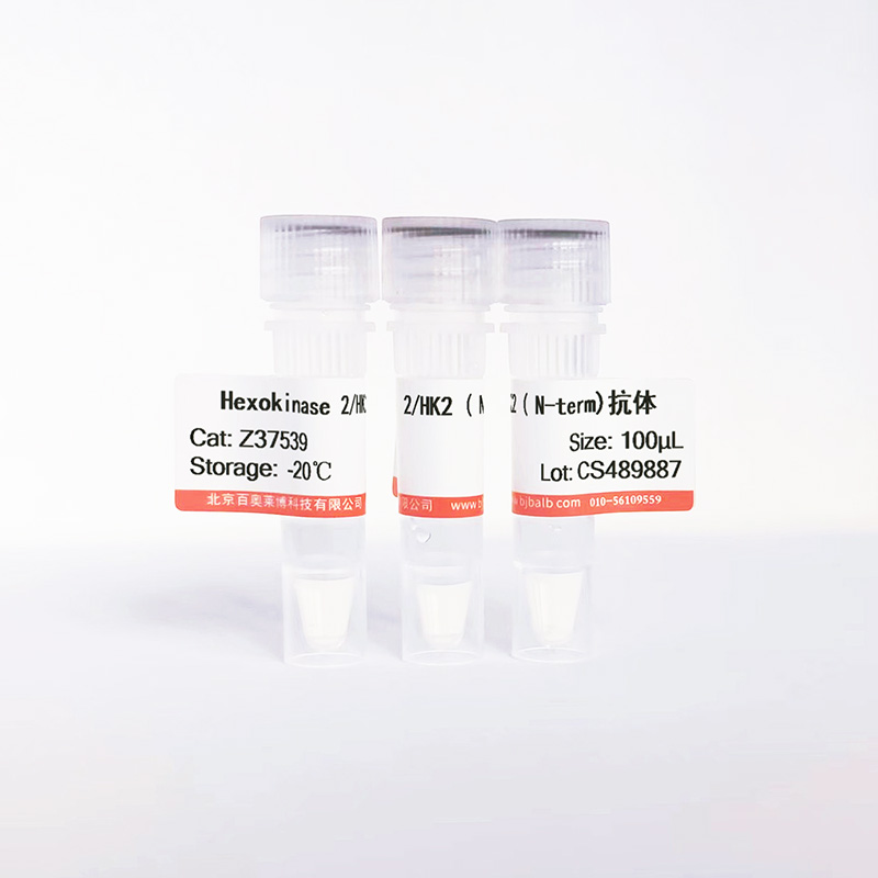 Hexokinase 2/HK2 ( N-term)抗体图片
