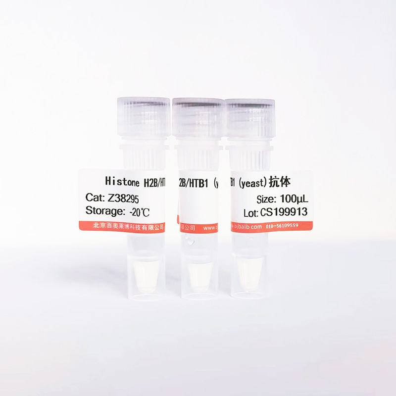 Histone H2B/HTB1 (yeast)抗体图片 Histone H2B/HTB1 (yeast)抗体图片