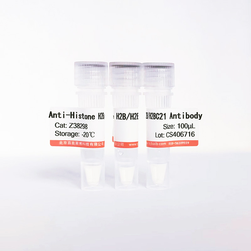 Histone H2B/H2BC21抗体图片 Histone H2B/H2BC21抗体图片