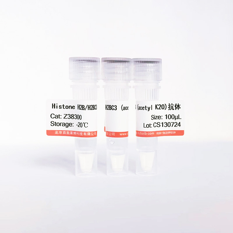 Histone H2B/H2BC3 (acetyl K20)抗体图片 Histone H2B/H2BC3 (acetyl K20)抗体图片