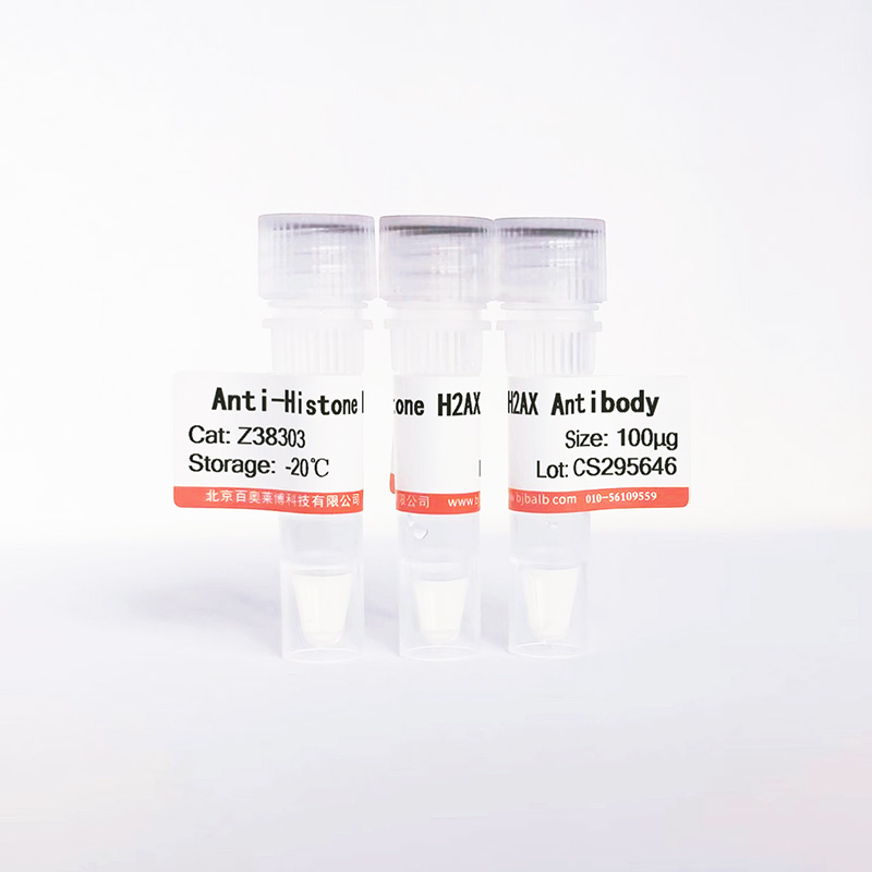 Histone H2AX抗体图片 Histone H2AX抗体图片