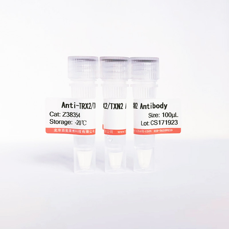 TRX2/TXN2抗体图片 TRX2/TXN2抗体图片