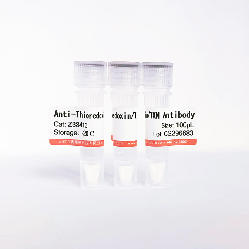 Thioredoxin/TXN抗体图片 Thioredoxin/TXN抗体图片