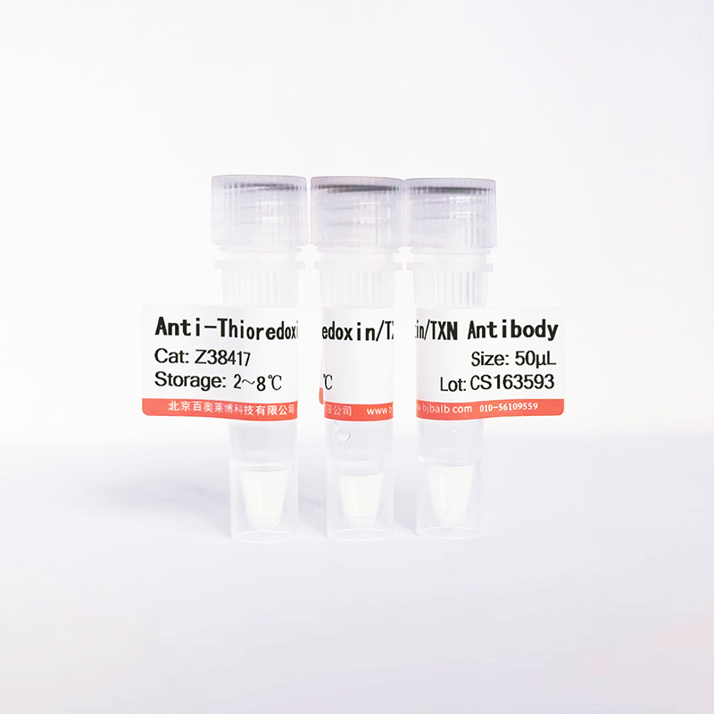 Thioredoxin/TXN抗体图片 Thioredoxin/TXN抗体图片