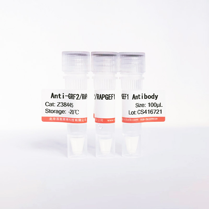 GRF2/RAPGEF1抗体图片 GRF2/RAPGEF1抗体图片