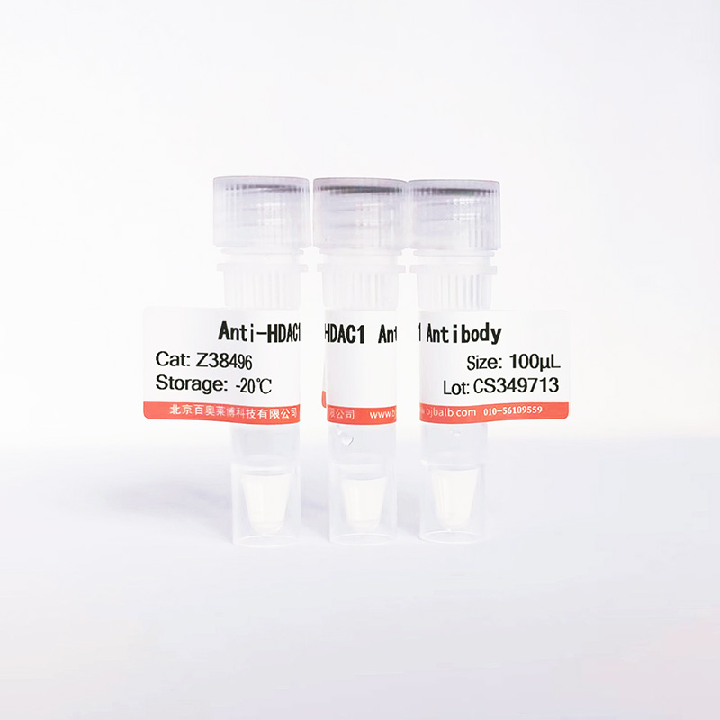 HDAC1抗体图片 HDAC1抗体图片