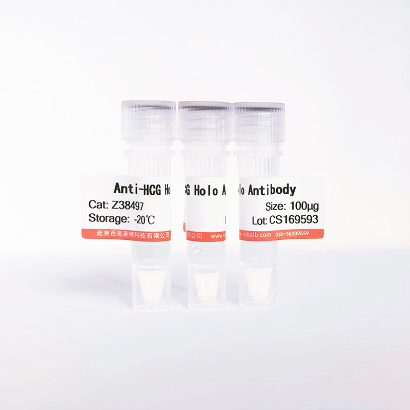 HCG Holo抗体图片 HCG Holo抗体图片