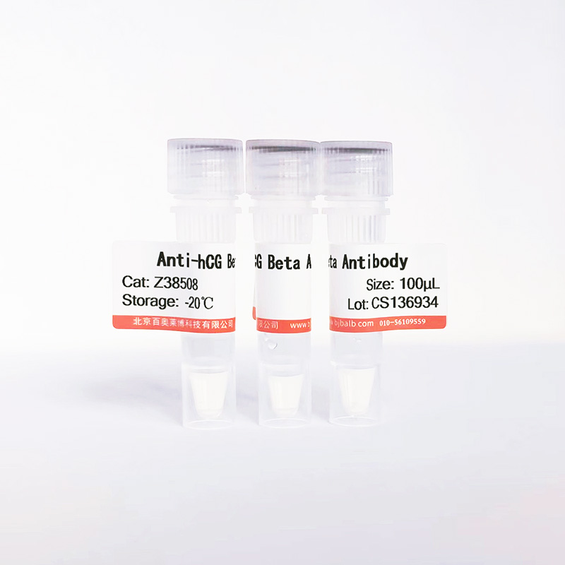 hCG Beta抗体图片 hCG Beta抗体图片